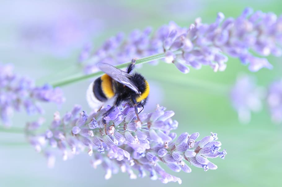 shallow focus photography of bee, insect, bug, lilac, lavender HD wallpaper