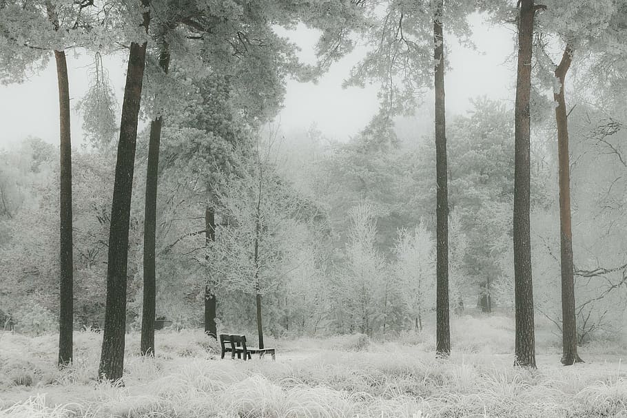 brown bench seat inside the forest, winter, snow, nature, white HD wallpaper