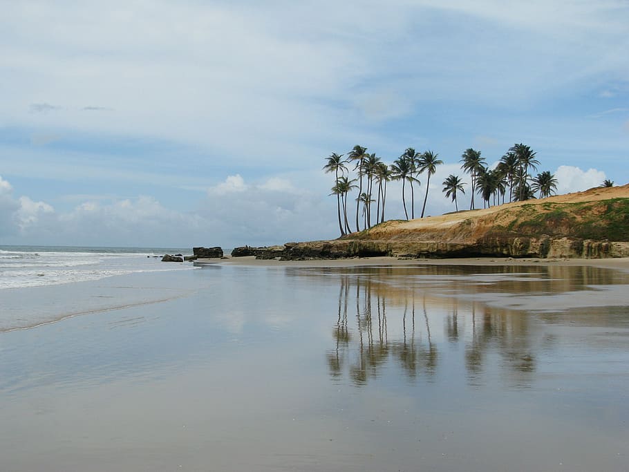 coconut tree near body of water, palm, trees, daytime, sky HD wallpaper