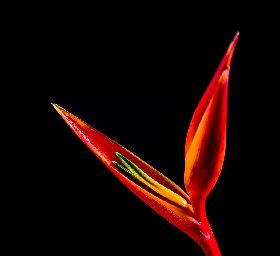 strelitzia, blossom, bloom, flower, red, orange, yellow, caudata greenhouse HD wallpaper
