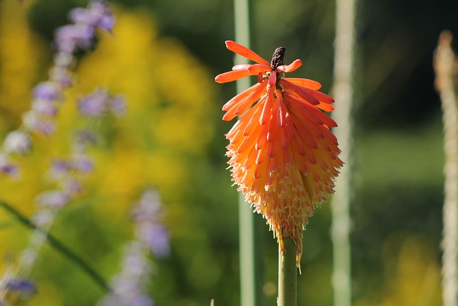 flower, red, blossom, bloom, summer flower, nature, flowering plant HD wallpaper