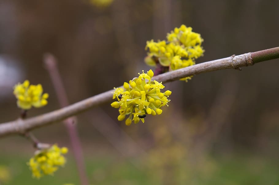 spring, spring awakening, spring blossoms, bloom, frühlingsanfang HD wallpaper