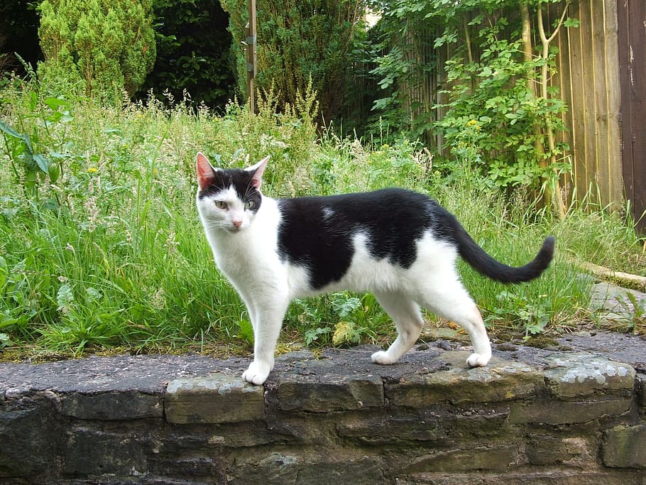 cat, tomcat, pets, animals, domestic cat, male cat, garden HD wallpaper