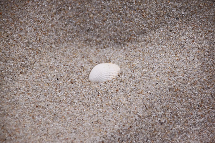 shell, sand, beach, nature, holiday, land, animal, animal wildlife HD wallpaper
