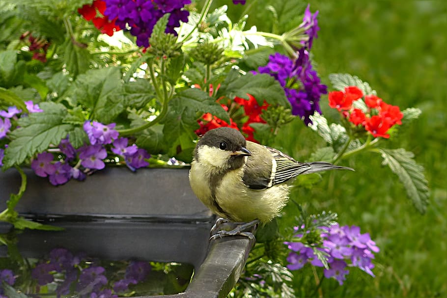 brown bird perched beside red and purple verbena flowers, tit HD wallpaper