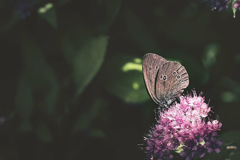 butterfly, chimney sweep, aphantopus hyperantus, edelfalter, HD wallpaper