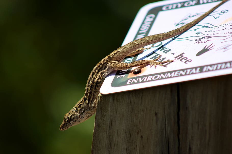 Nature, Reptile, Wild, Lizard, day, outdoors, one animal, no people HD wallpaper