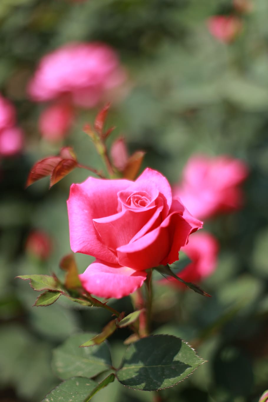 HD wallpaper: rose, pink roses, flowers, beautiful, love ...