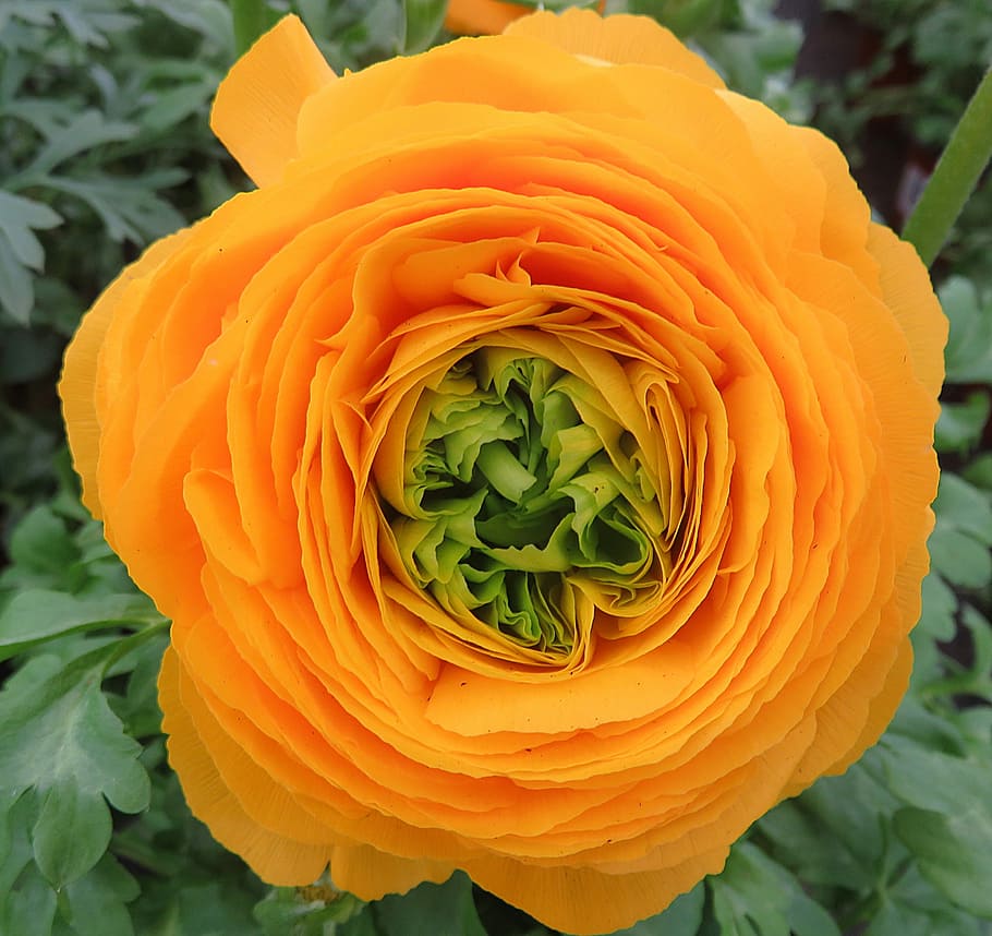 Buttercup, Flower, Orange, Spring, nature, plant, petal, freshness HD wallpaper