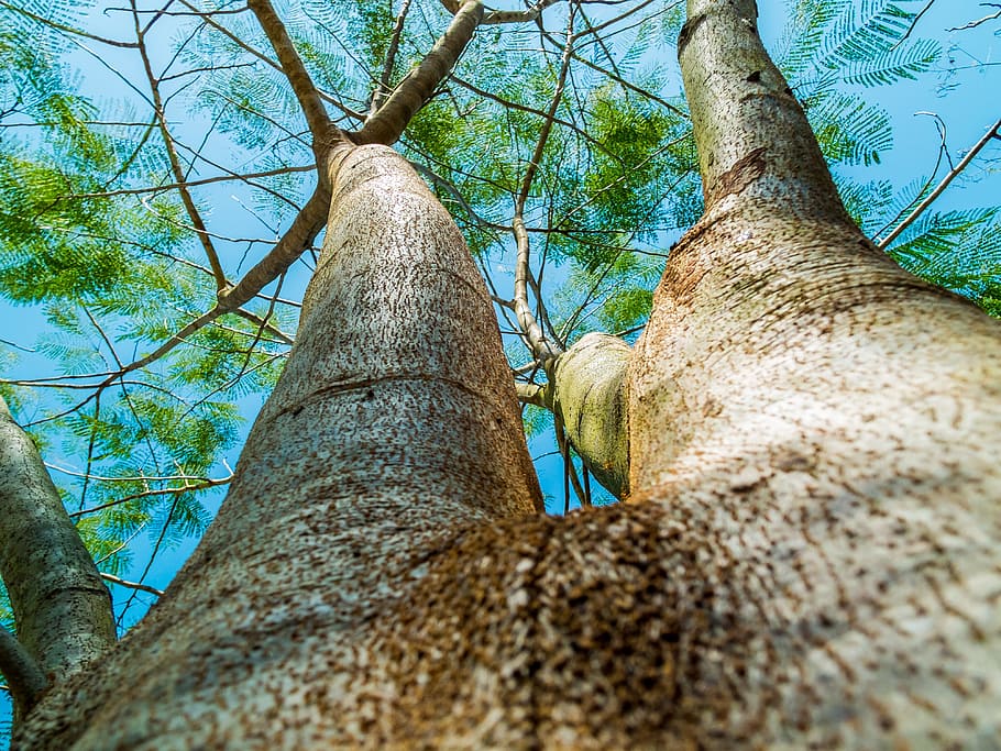 low-angle photography of green trees, log, bark, aesthetic HD wallpaper