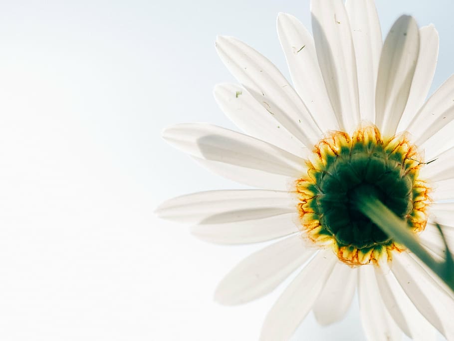 white petaled flower in bloom, sunflower, photo, daisy, nature HD wallpaper