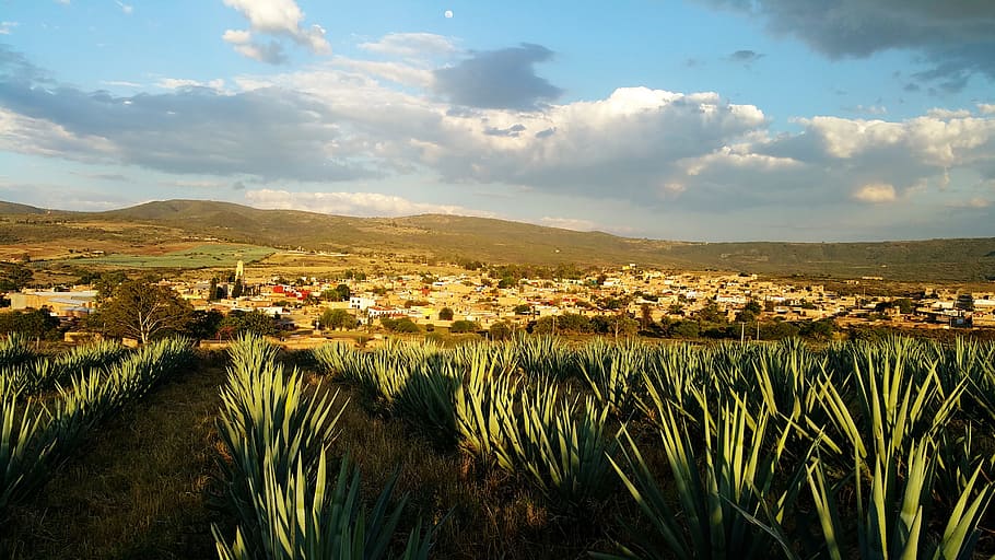 green leafed plants under cloudy blue sky, Mexico, Agave, Tequila
