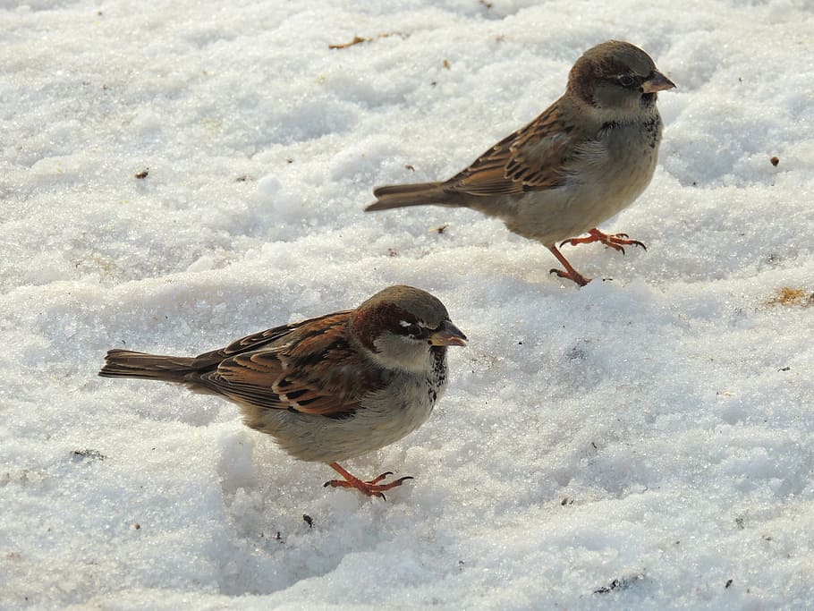 sparrows, birds, winter, snow, nature, animal themes, vertebrate HD wallpaper
