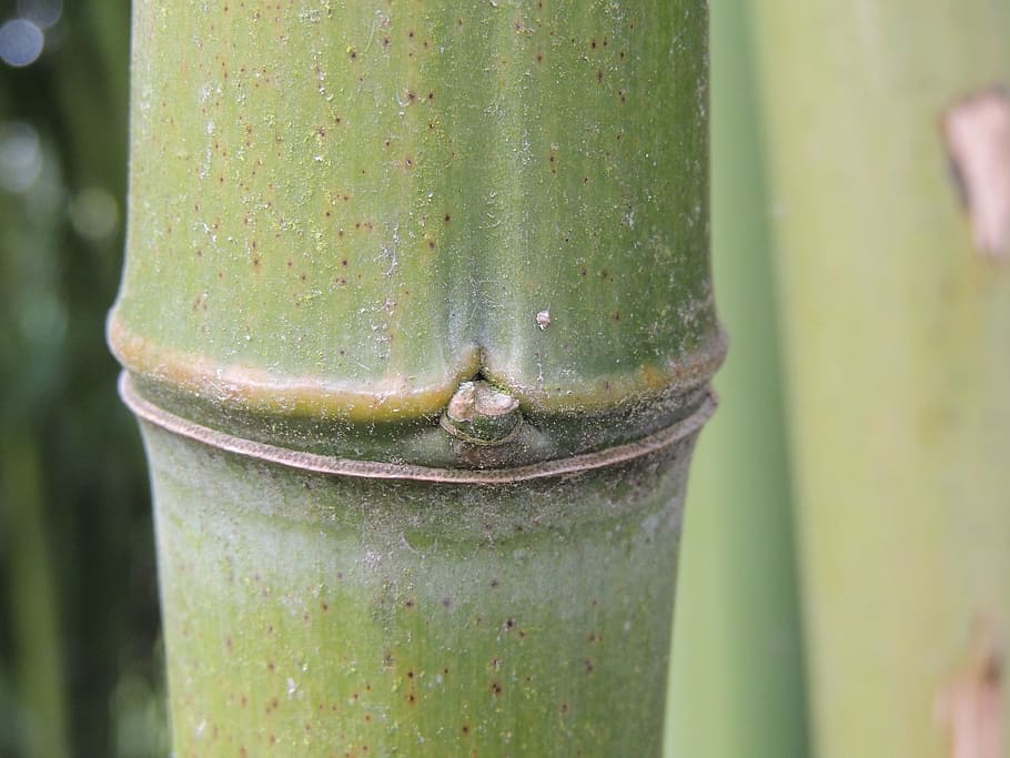 bamboo, tribe, green, forest, segment, green color, focus on foreground HD wallpaper