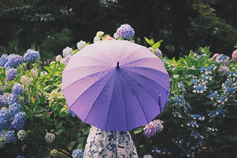 Women under purple umbrella, nature, flower, outdoors, summer HD wallpaper