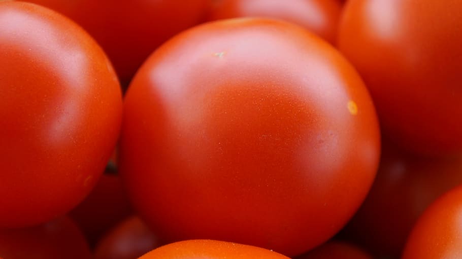 tomatoes, red, ripe, vitamins, healthy, harvest, food, summer HD wallpaper