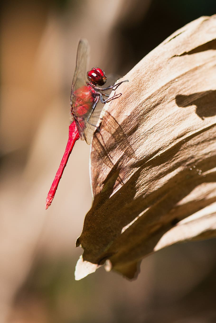 red dragonfly on leaf, red dragonfly on brown leaf during daytime HD wallpaper