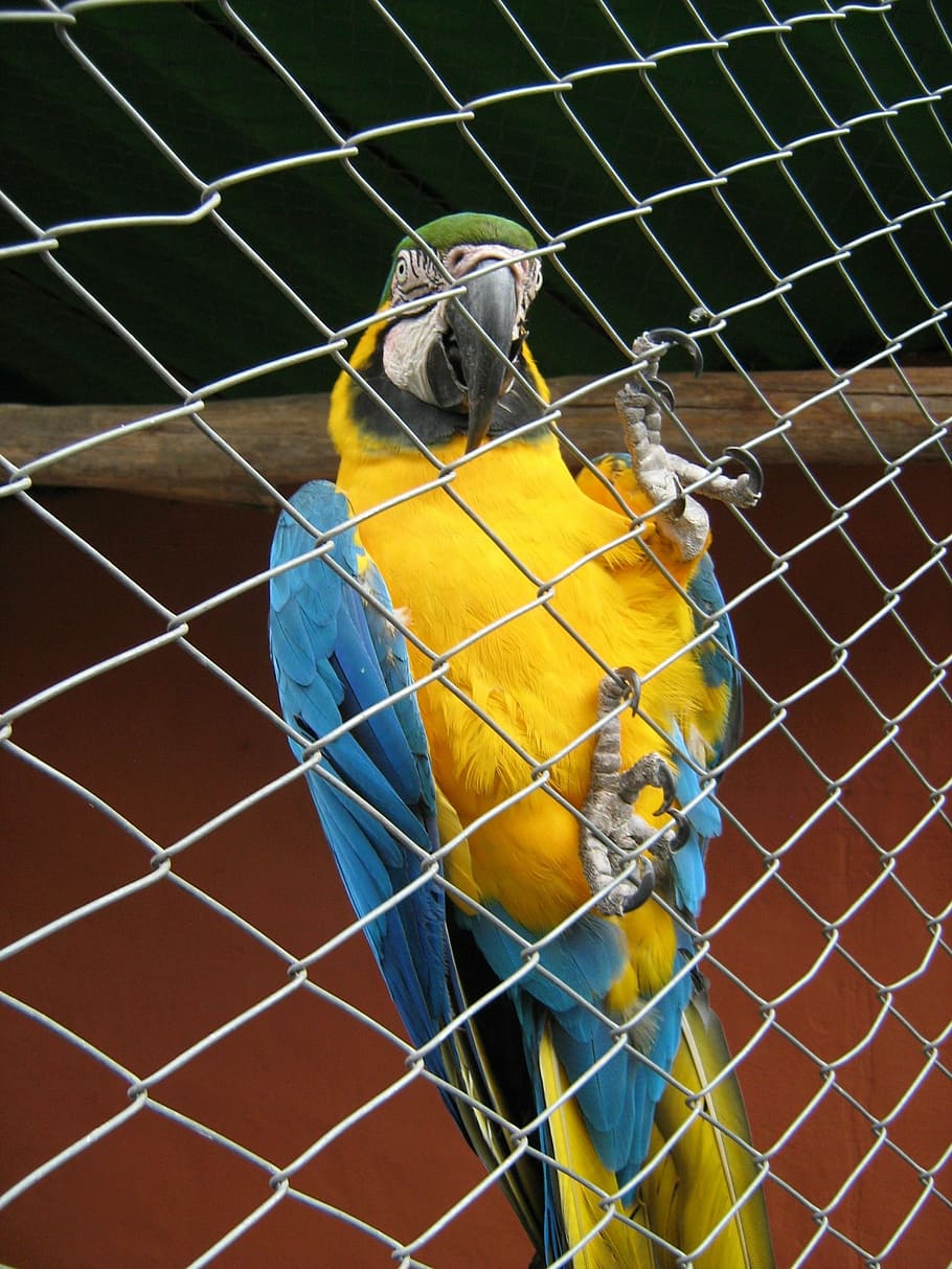 parrot, ave, cage, blue, yellow, zoo, prison, cell, animal themes HD wallpaper