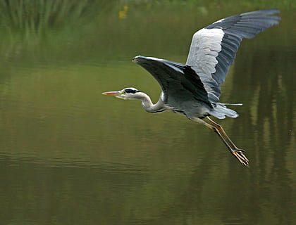 selective focus photography of flying grey heron, flight, eastern HD wallpaper