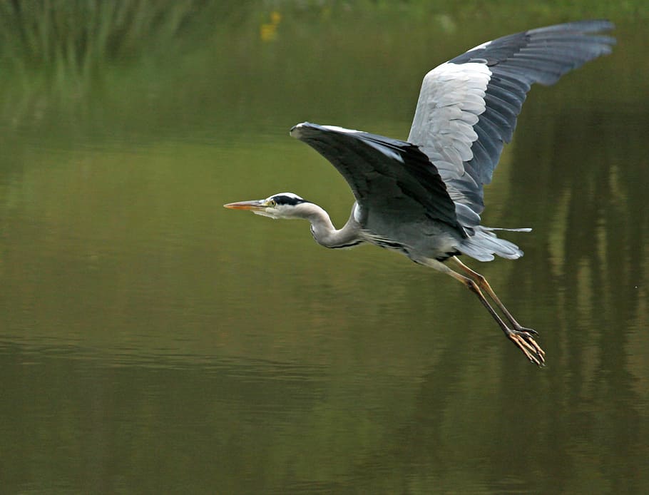selective focus photography of flying grey heron, flight, eastern HD wallpaper