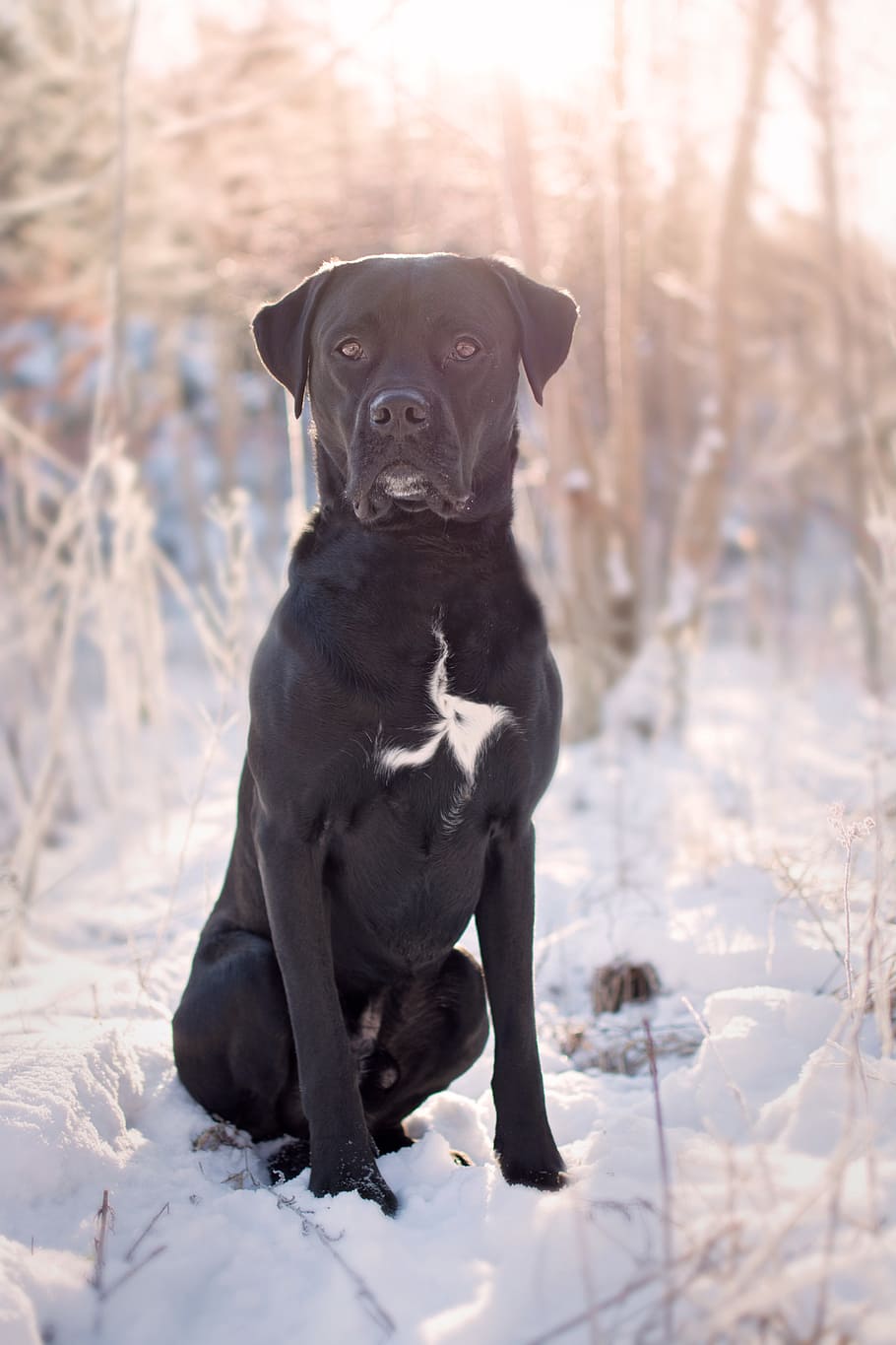 adult black Labrador retriever sitting on the snowy field, dog HD wallpaper