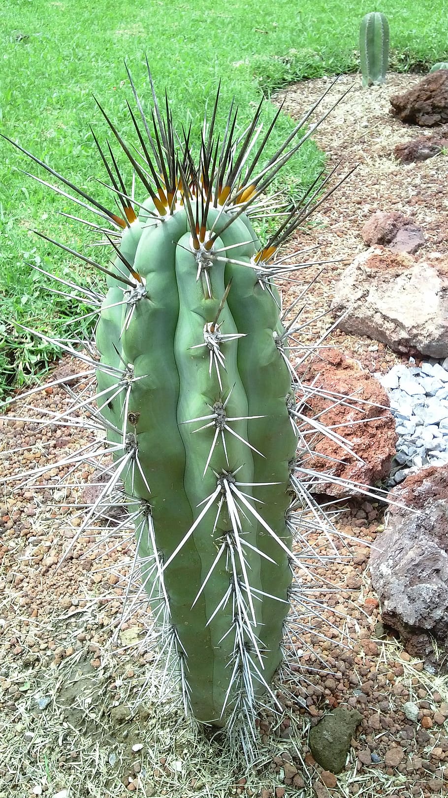 garden, cactus, nature, succulent plant, growth, green color HD wallpaper