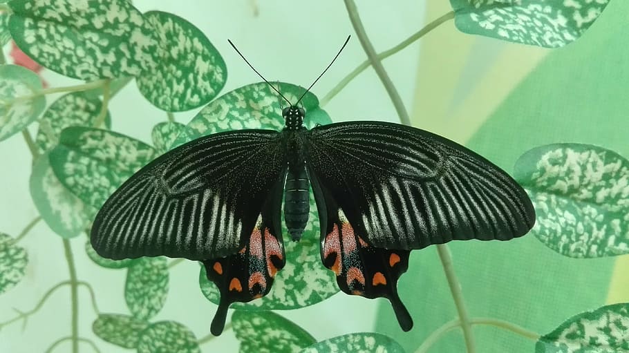 butterfly, nature, wings, insect, invertebrate, animal wildlife HD wallpaper