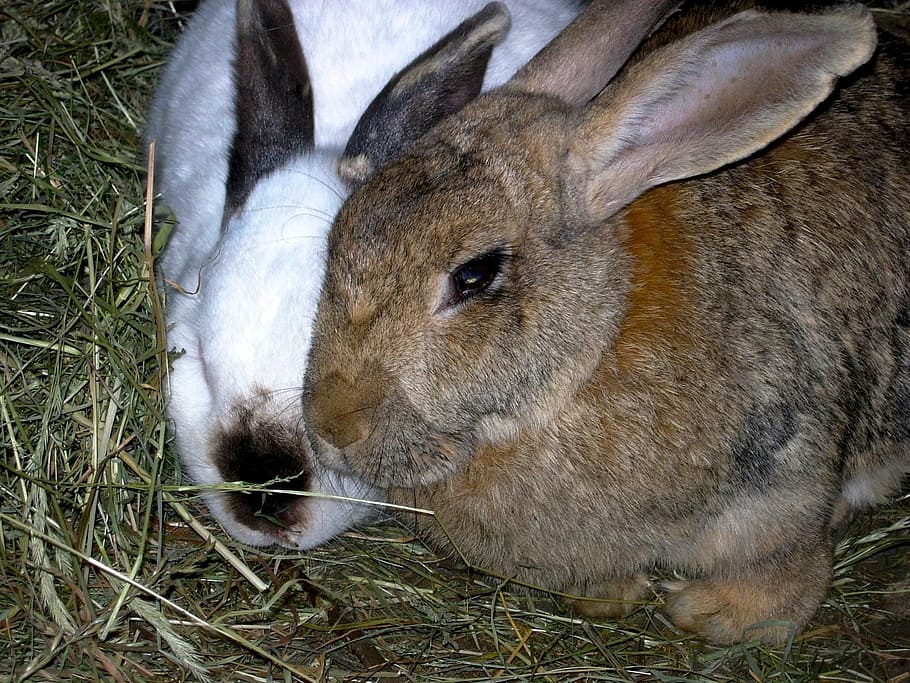 rabbit, animals, nature, hay, animal themes, mammal, animal wildlife HD wallpaper