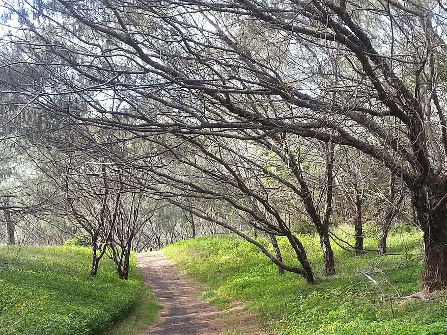 trees, path, green, woods, forest path, nature, woodland path HD wallpaper