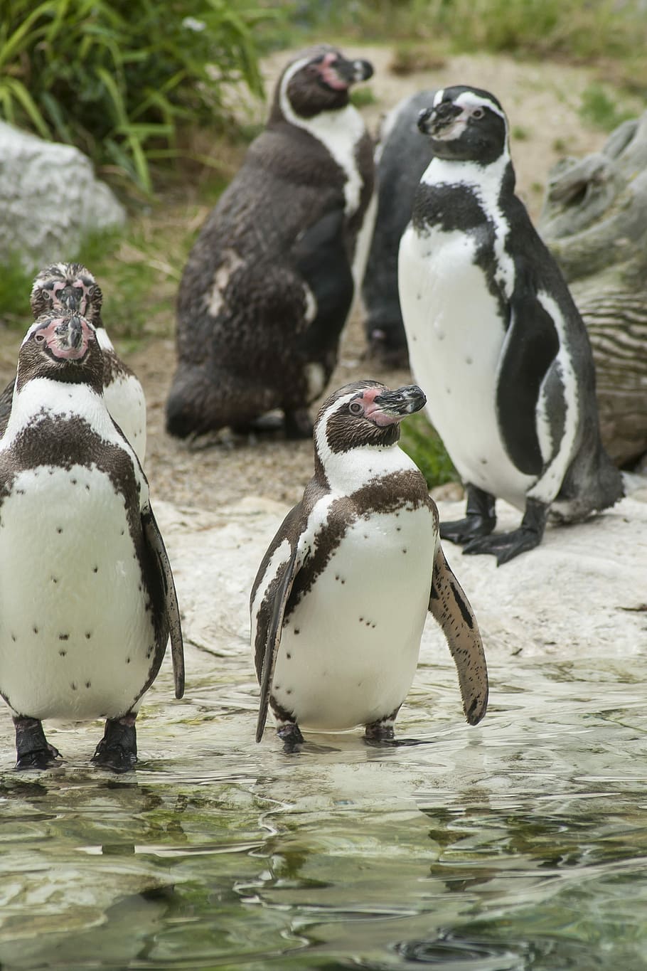 Penguins, Animals, Glasses, glasses penguin, waterfowl, zoo, HD wallpaper