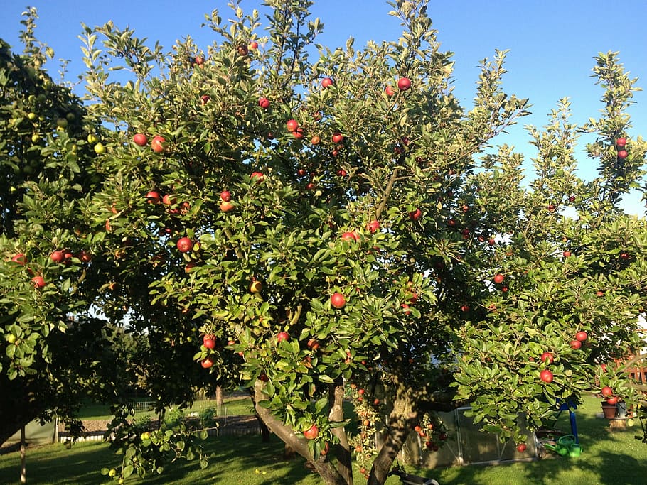 apple, apple tree, red, garden, autumn, apfel, rot, herbst