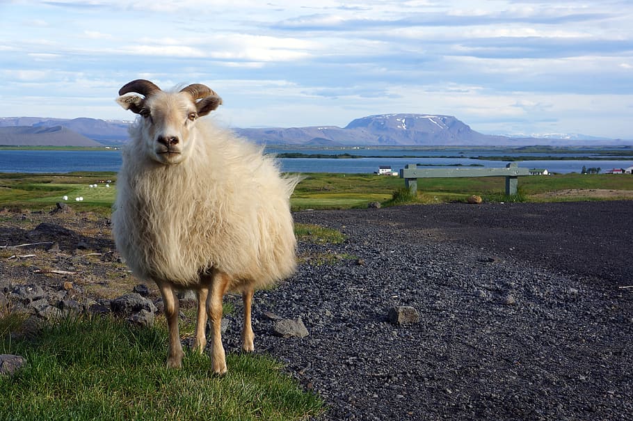 Iceland, Ship, Nature, Animals, landscape, animal themes, livestock, HD wallpaper