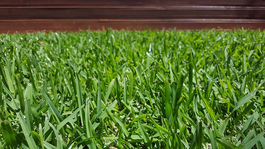 deck, grass, green, nature, green Color, backgrounds, freshness HD wallpaper
