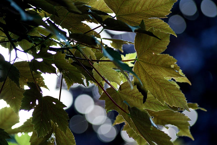 leaves, wind, blue, light, leaf, plant part, tree, growth, branch HD wallpaper