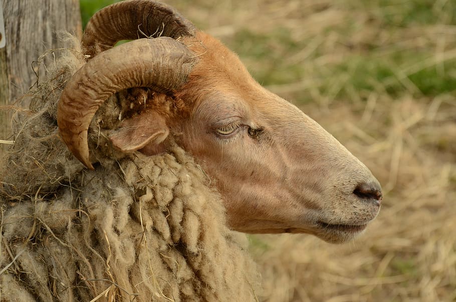 sheep, head, horns, coat, fauna, nature, farm, mammal, animal HD wallpaper