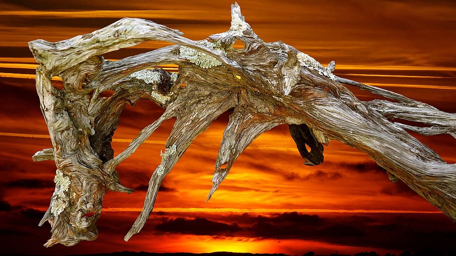 nature, wood solidified, orange color, no people, close-up HD wallpaper