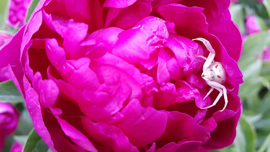 flowers, peony, spring, insects, flowering plant, beauty in nature HD wallpaper