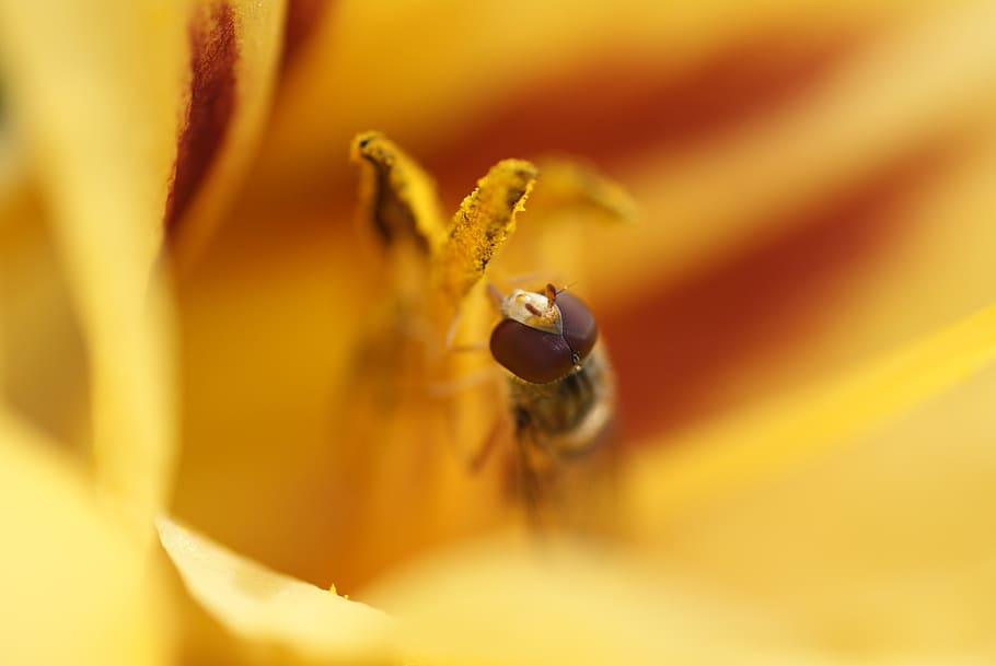 insect, macro, hover fly, daylily, yellow, summer, close, nature HD wallpaper