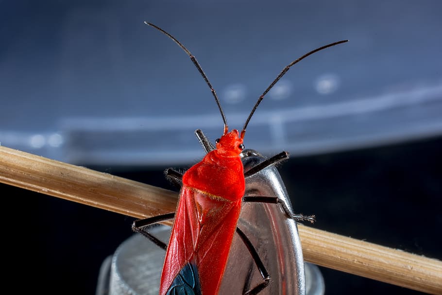 beetle, red beetle, insect, macro, close-up, one animal, invertebrate HD wallpaper