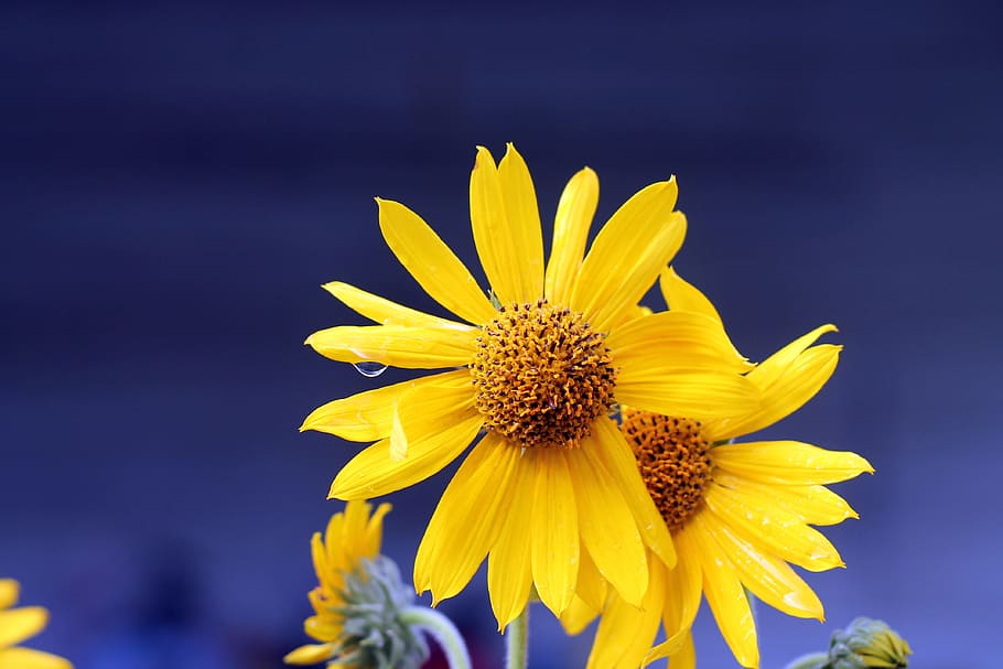 daisy, floral, blossom, flowering plant, yellow, freshness HD wallpaper