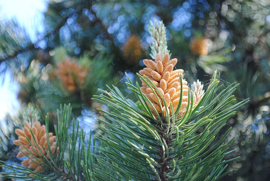spring, refreshing, pollen, plant, growth, pine tree, coniferous tree HD wallpaper