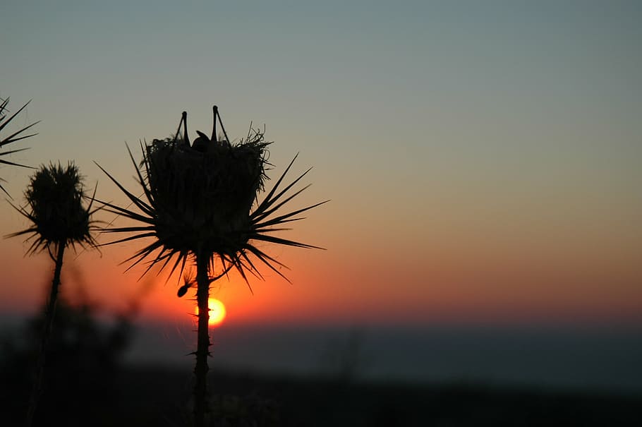 grasshopper, sunset, silhouette, red, sky, nature, orange color HD wallpaper