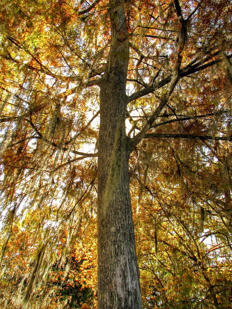 wakulla, florida, usa, tree, autumn, plant, tree trunk, forest HD wallpaper