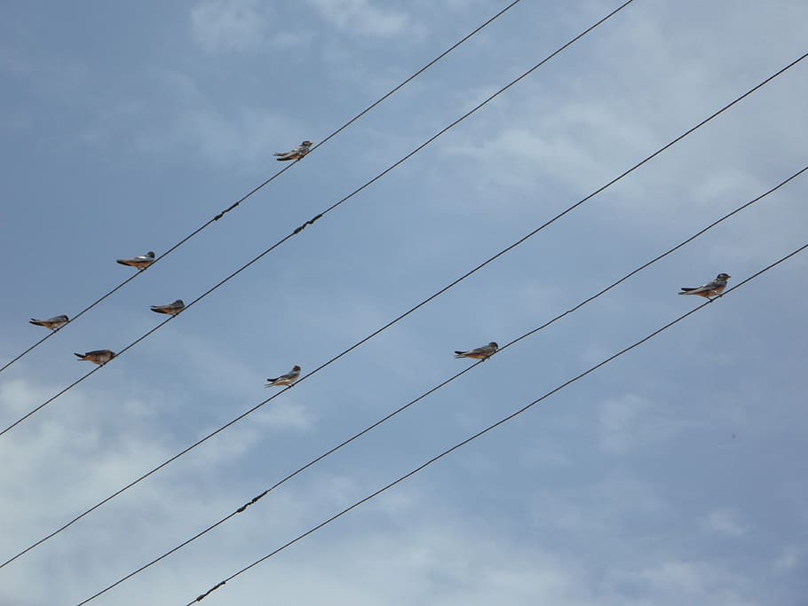 swallows, power lines, collect, sit, birds, electricity, energy, HD wallpaper