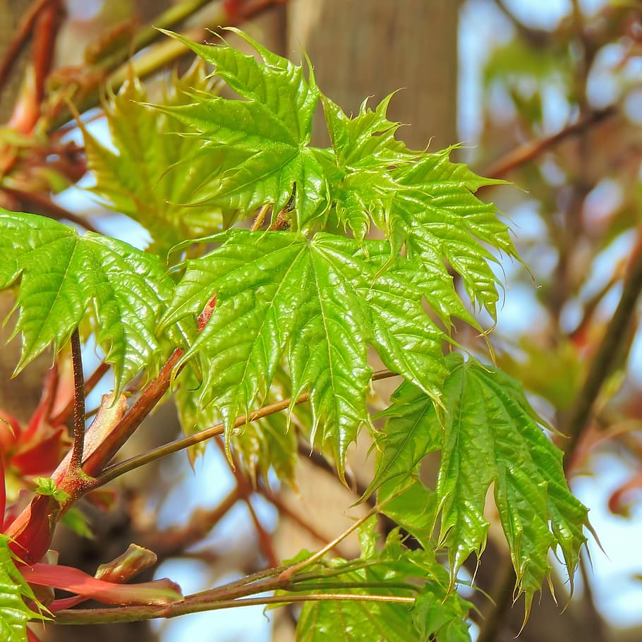 maple, leaf, plant, nature, close, plant part, green color HD wallpaper