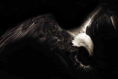 bald eagle digital art in black background, bird, creative HD wallpaper