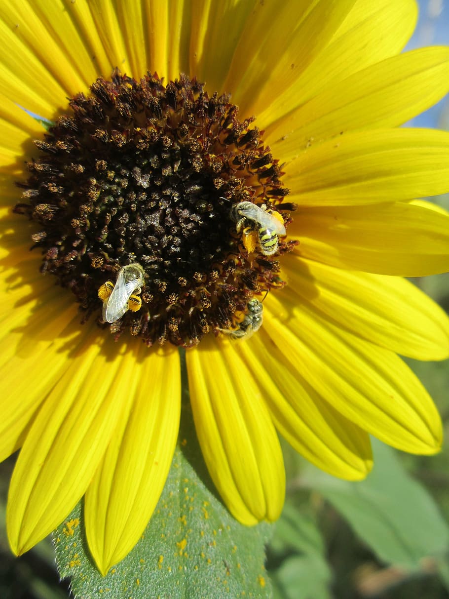 flower, sunflower, summer, bumblebee, flowering plant, freshness HD wallpaper