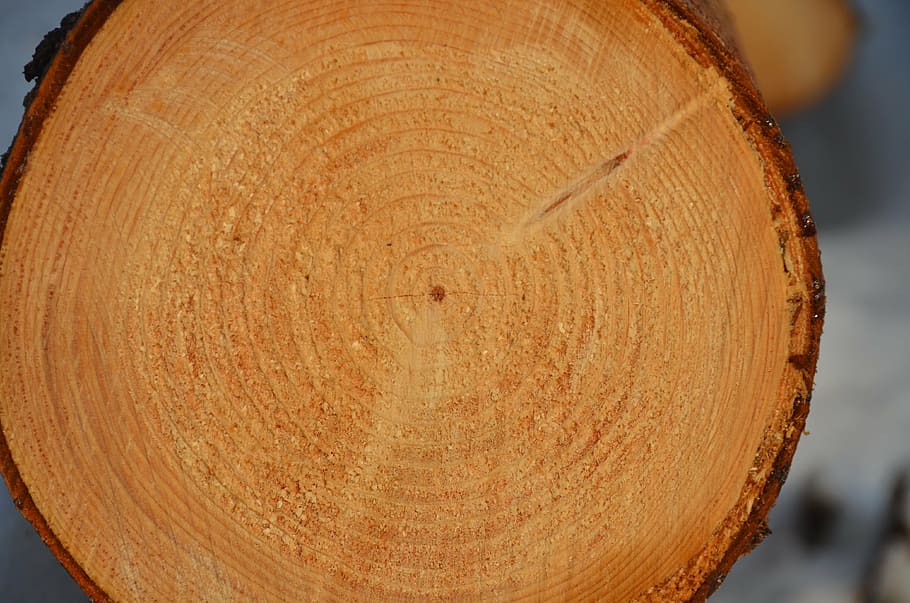 tree, annual rings, time, wood - material, close-up, tree ring HD wallpaper
