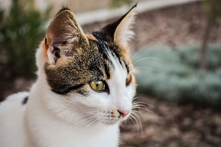 cat, stray, young, feline, animal, eyes, cute, looking, animal themes HD wallpaper