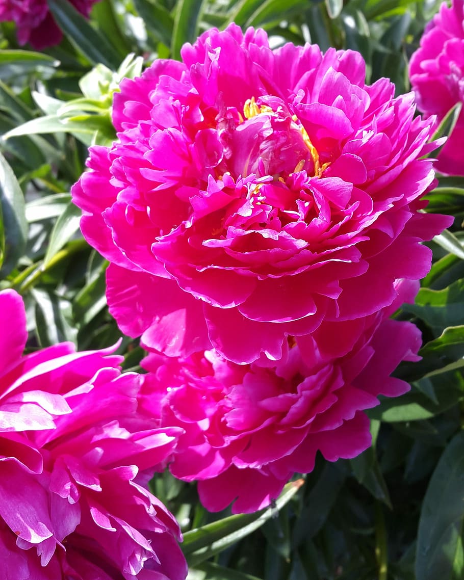 Peony, Dacha, Bloom, Flower, summer, garden, beautiful, pink HD wallpaper